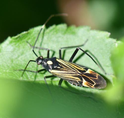 Miris striatus